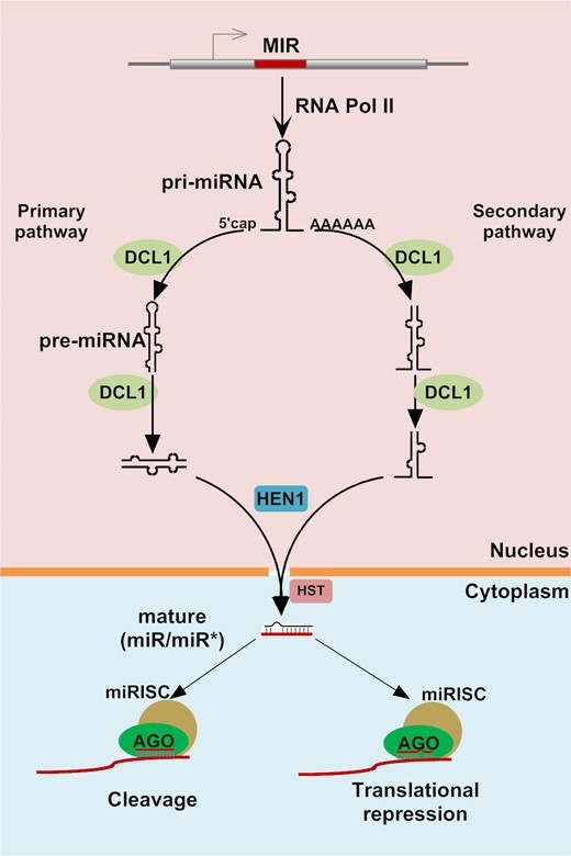 Finding MicroRNA Targets in Plants: Current Status and Perspectives