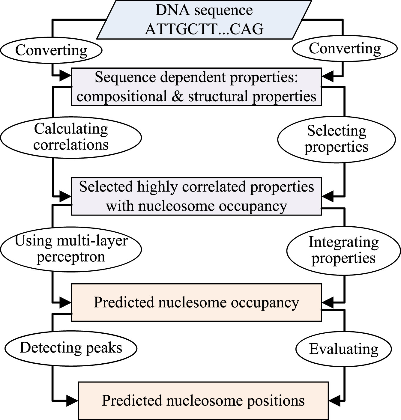 An integrative analysis of nucleosome occupancy and positioning using diverse sequence dependent properties