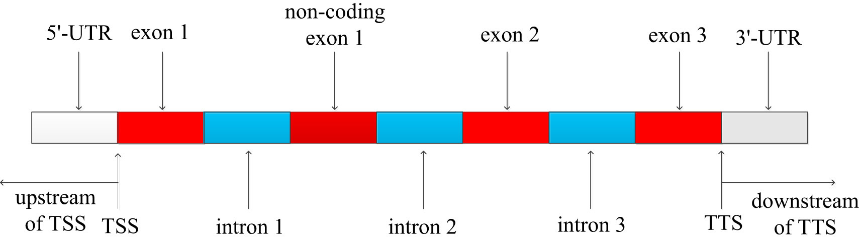 Histone modification patterns in highly differentiation cells