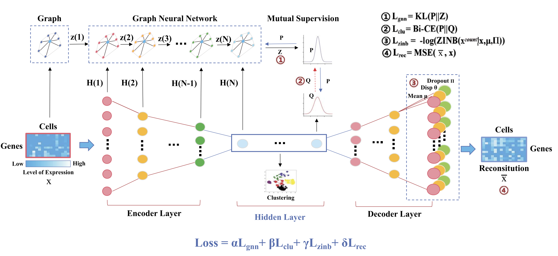 Deep structural clustering for single-cell RNA-seq data jointly through autoencoder and graph neural network