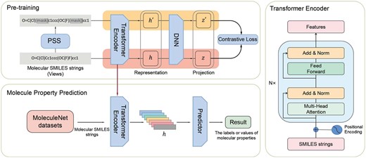 Molecular property prediction by contrastive learning with attention-guided positive sample selection