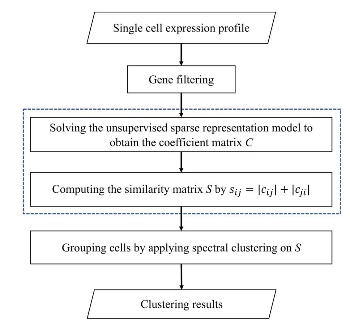 Effectively Clustering Single Cell RNA Sequencing Data by Sparse Representation