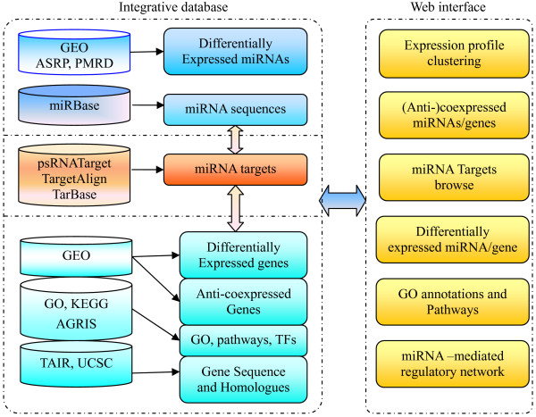 miRFANs: an integrated database for Arabidopsis thalianamicroRNA function annotations