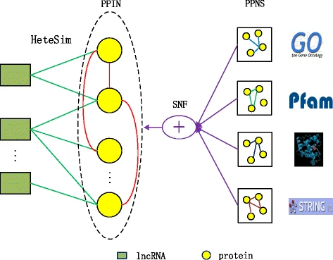 Fusing multiple protein-protein similarity networks to effectively predict lncRNA-protein interactions