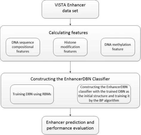 A new method for enhancer prediction based on deep belief network