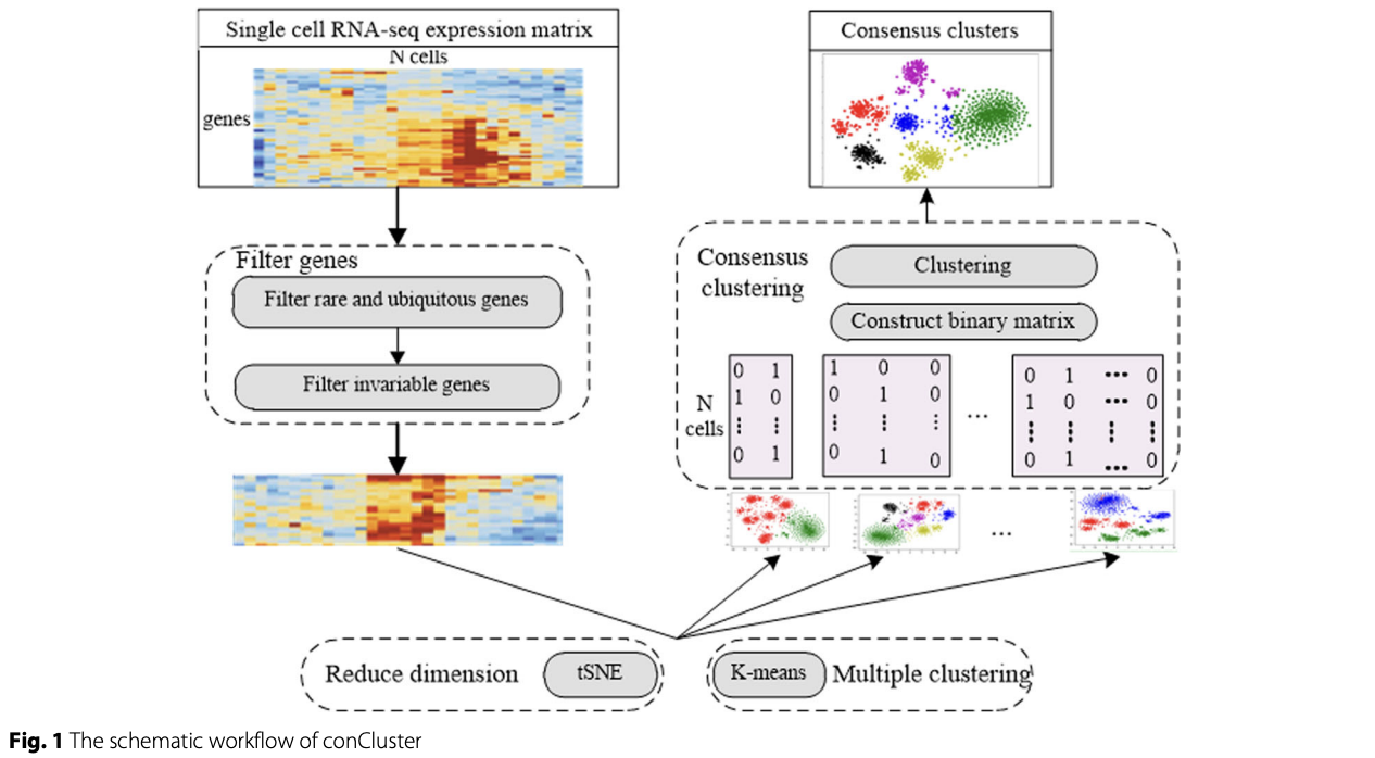 Identification of cancer subtypes from single-cell RNA-seq data using a consensus clustering method