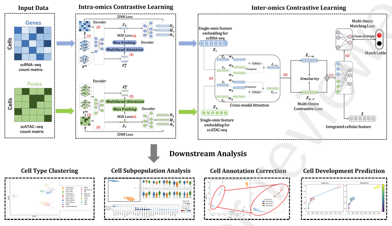 scI2CL: Effectively Fusing Single-cell Multi-omics by Intra- and Inter-omics Contrastive Learning