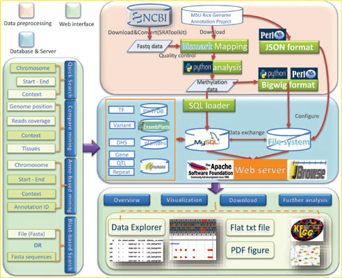 RMDB: An Integrated Database of Single-cytosine-resolution DNA Methylation in Oryza Sativa